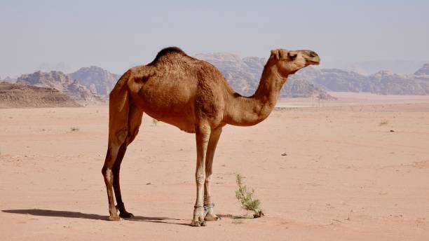 istock Wadi Rum desert in Jordan 1741113155