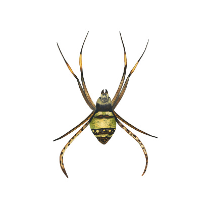 Australian spider saint andrew's cross watercolour illustration isolated on white . High quality illustration