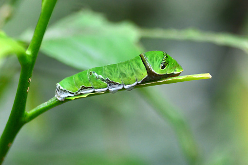 Butterfly garden: papilio demodocus caterpillar. on top of a twig.
The caterpillar insect is well camouflaged.