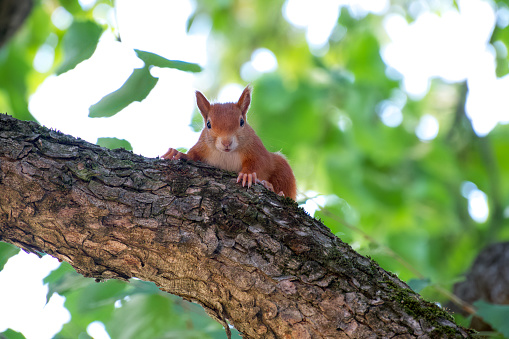 a red squirrel on the tree branch close-up