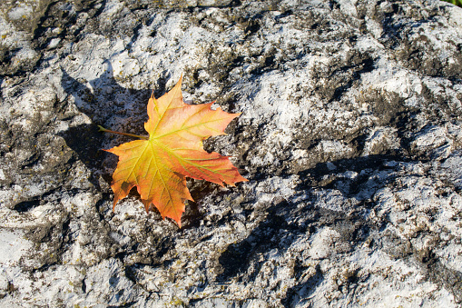 One yellow maple leaf on stone garden path