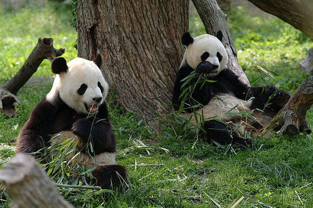 istock Giant pandas in a field 174113254