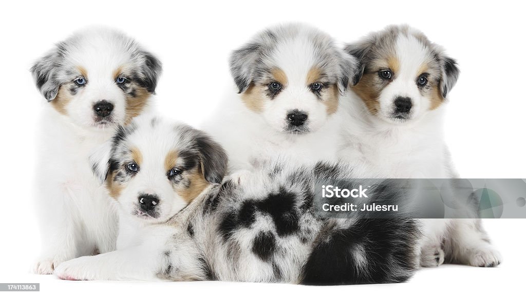 Four australian shepherd puppies - Foto de stock de Cachorro - Perro libre de derechos