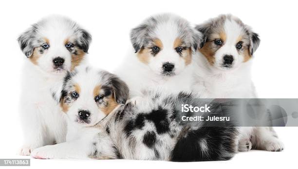 Four Australian Shepherd Puppies Foto de stock y más banco de imágenes de Cachorro - Perro - Cachorro - Perro, Cuatro animales, Foto de estudio