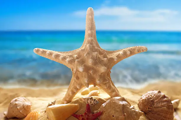 Starfish and seashells on the sandy beach at ocean background