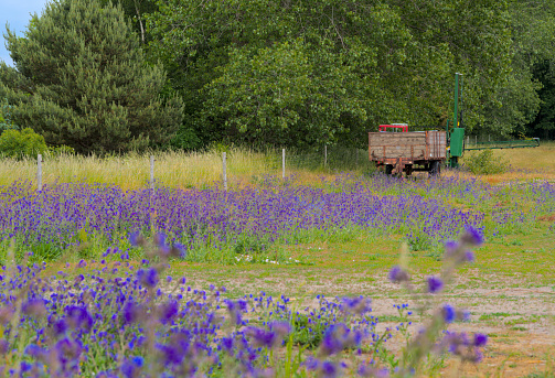 a field of violet blooming anchusa, bugloss, in summer in Bornholm, Danmark