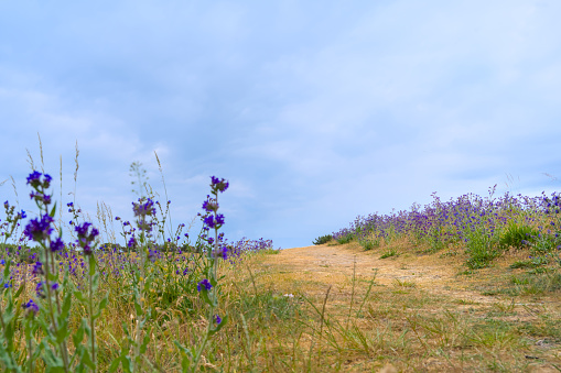 a field of violet blooming anchusa, bugloss, in summer in Bornholm, Danmark