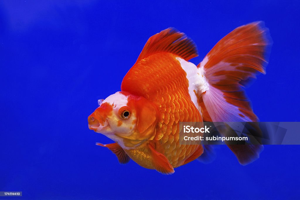 Gold Fische - Lizenzfrei Aquarium - Haustierbedarf Stock-Foto