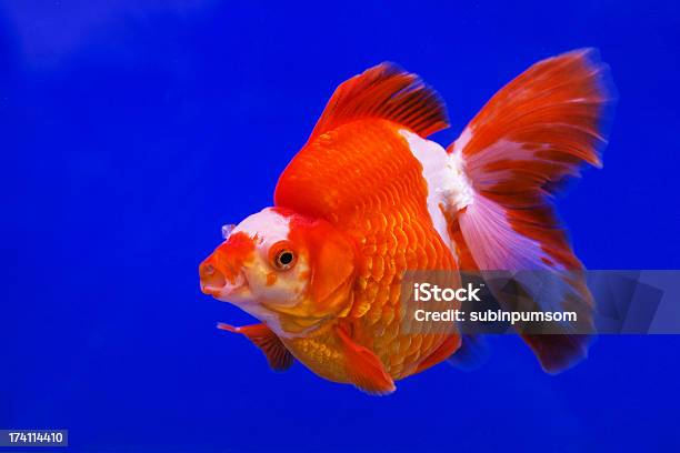 Gold Fische Stockfoto und mehr Bilder von Aquarium - Haustierbedarf - Aquarium - Haustierbedarf, Aquatisches Lebewesen, Bewegung