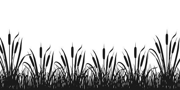 Black silhouette of border with marsh vegetation. Reeds in sedge thickets. Tall river grass.