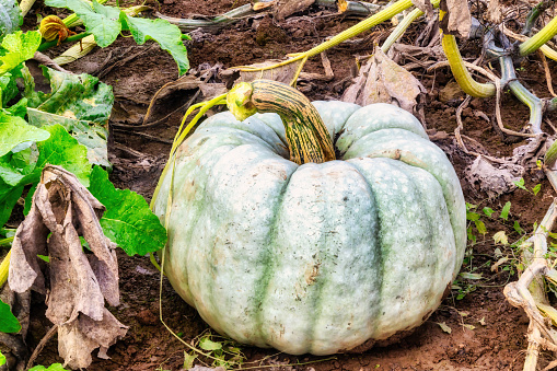 Green pumpkin in basket on wooden background, Organic vegetable