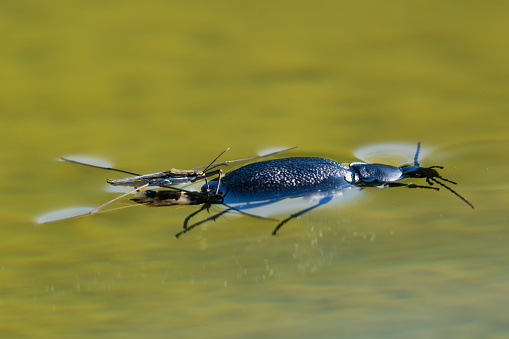 Insect predator which can be found on every pond and water surface in Czech republic. Aggressive predator.