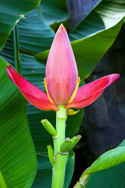 istock Red Banana flower 174116929