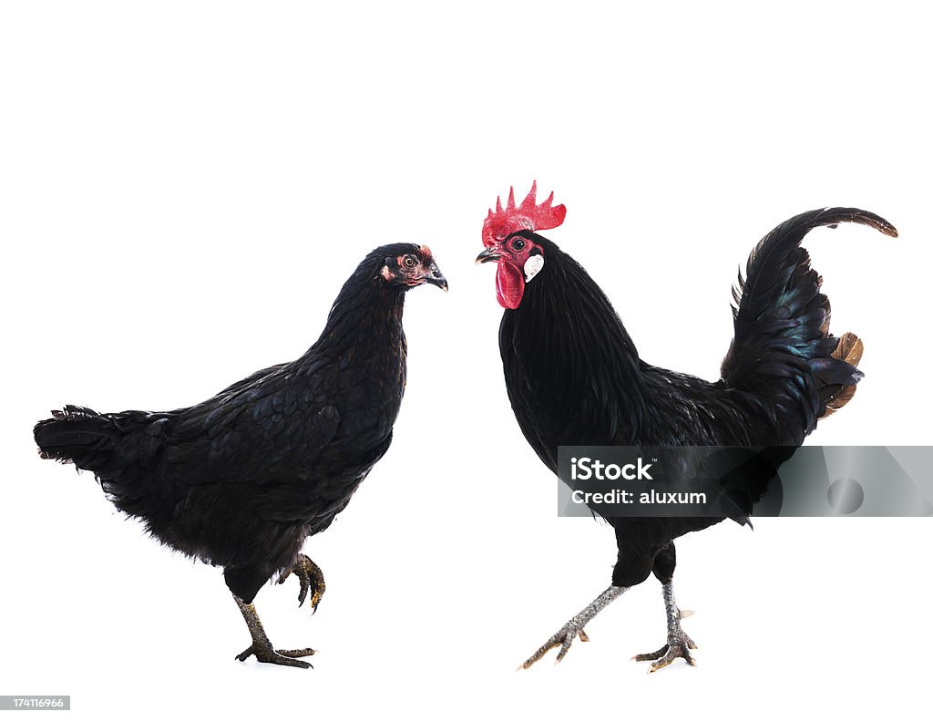 Chicken couple Black rooster and hen isolated on white Hen Stock Photo