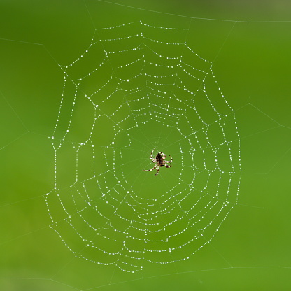 Macro wet spider web on violet background. Focus on water drops on single strong threads