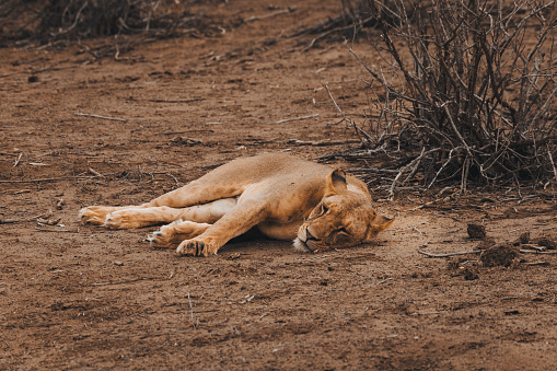 This remarkable image captured in Tsavo East National Park, Kenya, provides an intimate view of a beautiful and elegant female lion. Relaxed on the dusty, orange-hued landscape, with a lush green bush in the background, the lion's majestic presence is striking. The close-up shot reveals intricate details, showcasing the lion's grace, power, and the untamed beauty of the Tsavo East region. It's a captivating portrayal of one of nature's most magnificent creatures in its natural habitat.