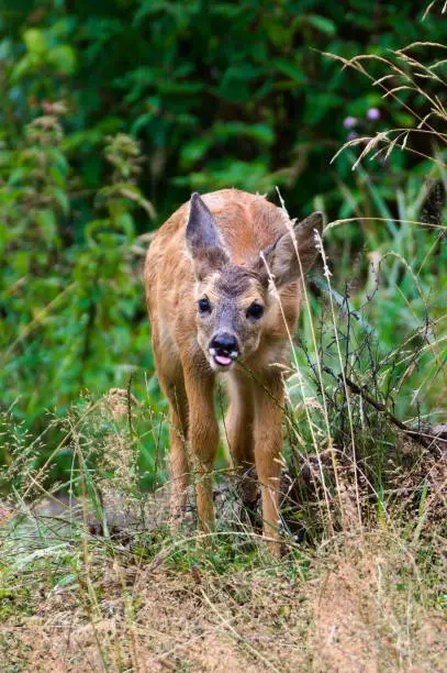 Photo of Capreolus capreolus european roe deer female just noticed that someone watching her. Standing on a field in rainy weather. Tongue out.