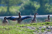Wild goose and duck on the bank of the pond in Hustopece nad Becvou near Valasske Mezirici.