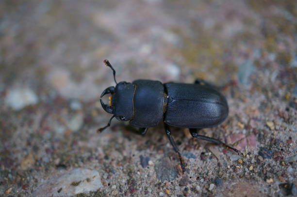 istock A black beetle on a rock. Insects in nature. 1741178567