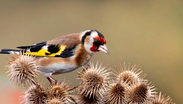 European goldfinch with juvenile plumage, feeding on the seeds of thistles. Juvenile European goldfinch or simply goldfinch, latin name Carduelis carduelis, Perched on a Branch of thistle