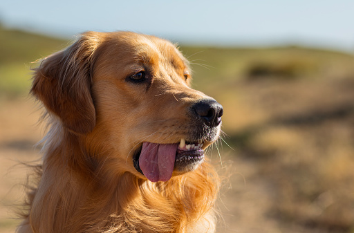 Portrait of golden retriever pet on a walk in a meadow with warm afternoon light.