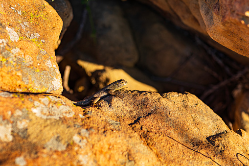 Granite spiny lizard sitting on a rock in the golden afternoon sunshine. Photographed in Southern California.