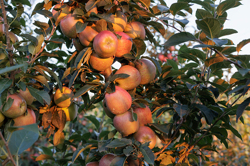 box of fresh apples on a wooden table in a garden