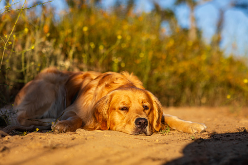 Portrait of golden retriever resting in a meadow with warm afternoon light.