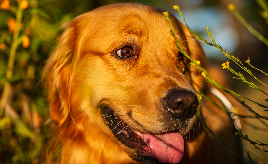 Portrait of golden retriever pet on a walk in a meadow with warm afternoon light.