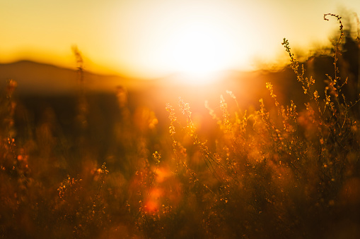 Tranquil scene of sun setting with silhouette of foliage in the hills of Southern California. Photographed in warm evening light.