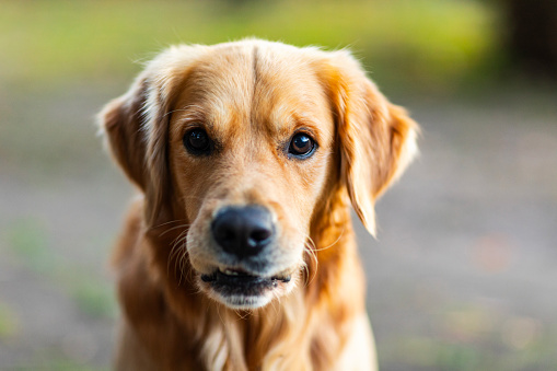 Portrait of golden retriever pet with warm afternoon light.