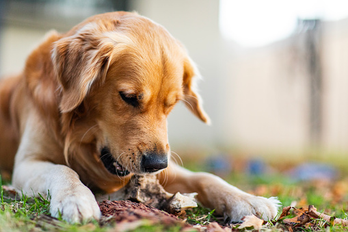 Portrait of golden retriever pet with stick in warm afternoon light.