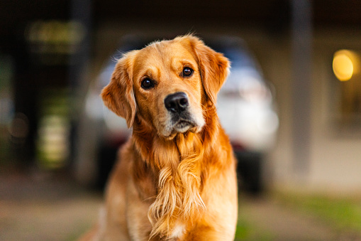 Portrait of golden retriever pet with warm afternoon light.