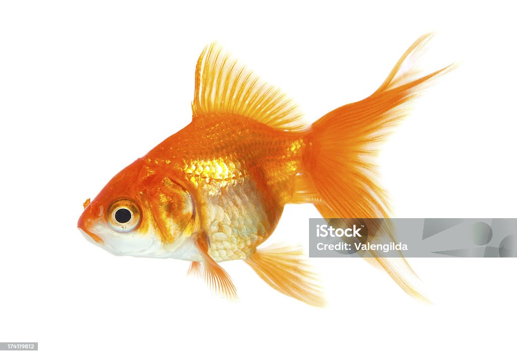 Peixe dourado - Royalty-free Animal Foto de stock