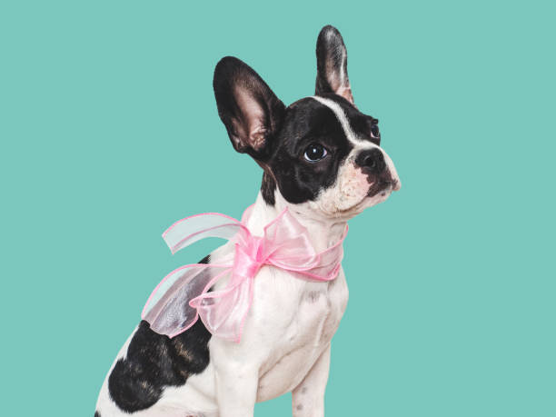 istock Cute puppy and pink bow on his neck 1741223453