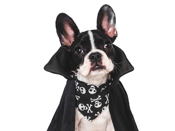 Happy Halloween. Charming puppy and Count Dracula costume Happy Halloween. Charming puppy and Count Dracula costume. Isolated background. Close-up, indoors. Studio shot. Congratulations for family, relatives, loved ones, friends, colleagues. Pet care concept 15495 stock pictures, royalty-free photos & images