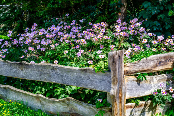 old wooden fence - close up - photo