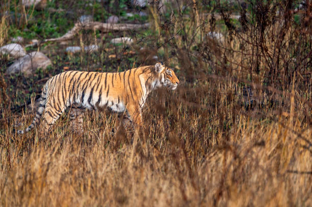 istock indian wild female tiger or panthera tigris side profile walking or territory stroll prowl terai region forest in natural scenic grassland in day safari at jim corbett national park uttarakhand india 1741237721