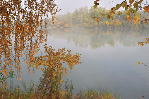 Foggy autum morning on riverside, where colorful foliage of trees in magical white haze of mist on blurred background and golden birch branches on foreground. Fairy tale of fall nature, idyllic landscape