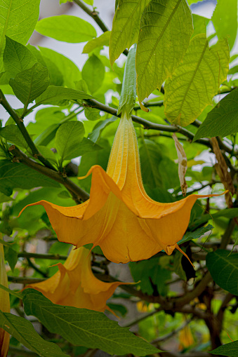 a yellow brugmansia, angels trumplet flower | close up