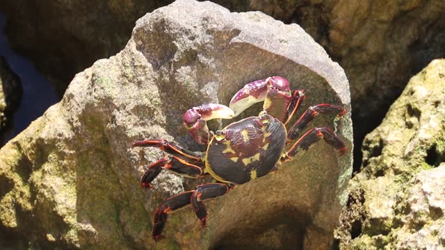 Christmas Island red crab makes it away over rocks. Marine life Australia