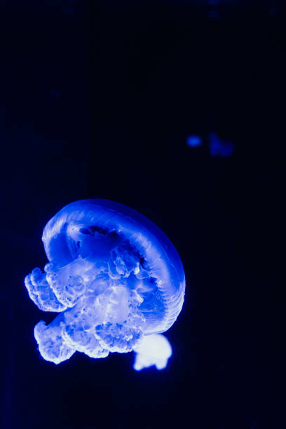 istock Electric Blue Jellyfish Floating in Dark Aquarium Waters 1741252044