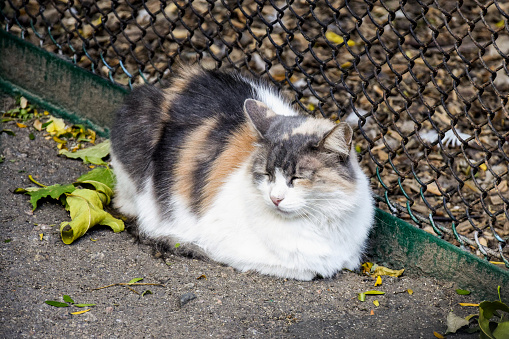 A homeless fluffy cat sleeps on ground near metal mesh fence. Defenseless tricolor cat. Close up. Selective focus.