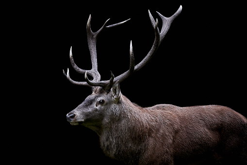 Red deer stag looking around for contenders