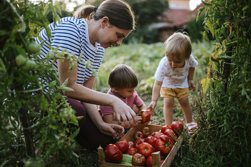 Mother is picking vegetables with her children in the garden