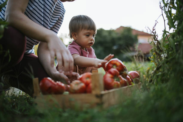 istock Picking vegetables from our garden 1741263966
