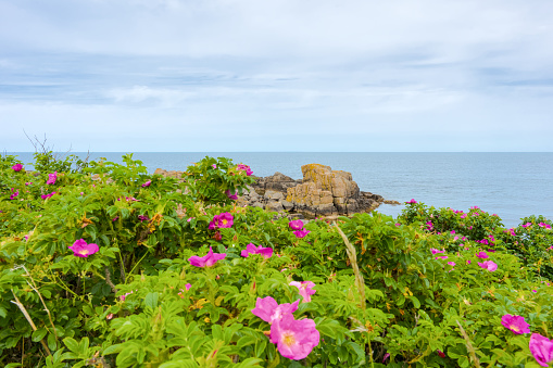 The northern coast of Bornholm, Danmark, with pink dog roses in front of the shore