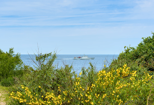 The northern coast of Bornholm, Danmark, with yellow broom  in front of the shore