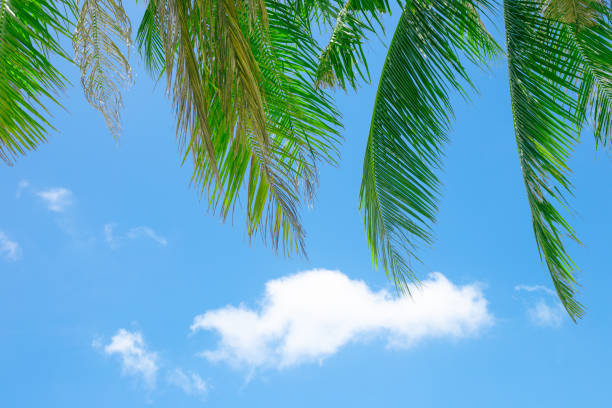 Tropical background. Blue sky with clouds and hanging palm leaves.
