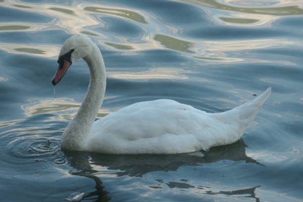 istock Swan swims in the water, seen from the side. 1741303521